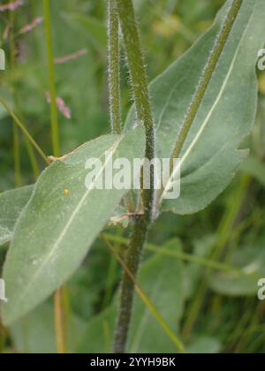 Nano delle Montagne Rocciose Girasole (Helianthella uniflora) Foto Stock