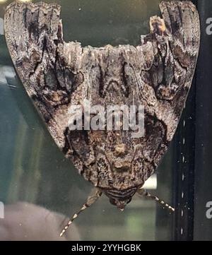 Underwing penitente (Catocala piatrix) Foto Stock