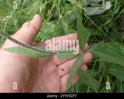 Nano delle Montagne Rocciose Girasole (Helianthella uniflora) Foto Stock