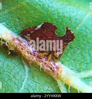 Tramoggia con chiglia (Entylia carinata) Foto Stock