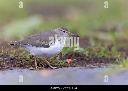 Un sandpiper macularius (Actitis macularius) fotografato da un punto di vista basso. Foto Stock