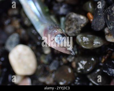Lancia di sabbia del Pacifico (Ammodytes personatus) Foto Stock