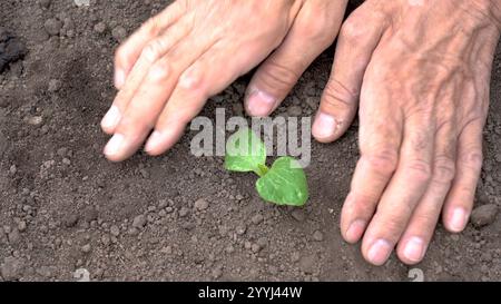 Mani che piantano con cura un germoglio nel terreno Foto Stock