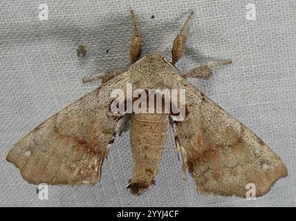 Apatelodes Moth maculato (Apatelodes torrefacta) Foto Stock