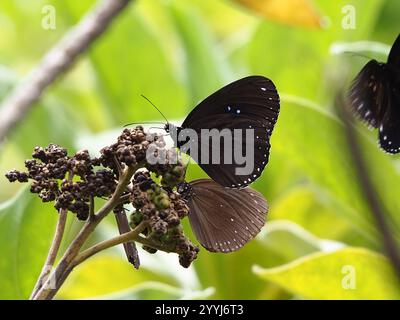 Farfalla di corvo a doppio marchio (Euploea sylvester) Foto Stock