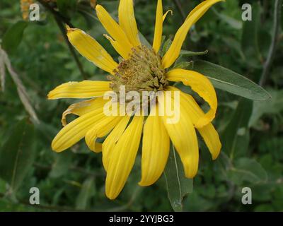 Nano delle Montagne Rocciose Girasole (Helianthella uniflora) Foto Stock