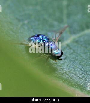 Gem Fly con corna nera (Microchrysa polita) Foto Stock