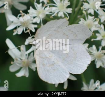 Northern Wave Moth (Cabera exanthemata) Foto Stock