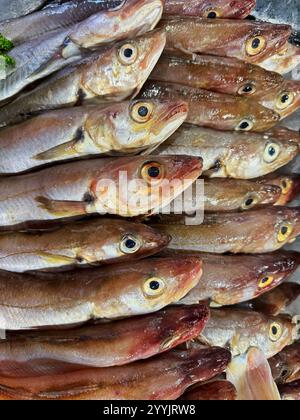 Whiting fresco (Merlangius merlangus) su un banco di vendita di pesce umido in Inghilterra. Foto Stock