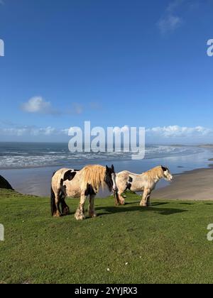 Pony selvatici sulla scogliera sopra la baia di Rhossili, Gower, Swansea, Galles. Foto Stock