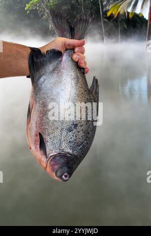 Pesce di Tambaqui selvatico Colossoma macropomum tradizionale pesce brasiliano di acqua dolce proveniente dall'Amazzonia e dal Pantanal. Foto Stock