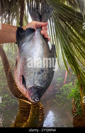 Pesce di Tambaqui selvatico Colossoma macropomum tradizionale pesce brasiliano di acqua dolce proveniente dall'Amazzonia e dal Pantanal. Foto Stock