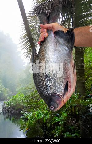Pesce di Tambaqui selvatico Colossoma macropomum tradizionale pesce brasiliano di acqua dolce proveniente dall'Amazzonia e dal Pantanal. Foto Stock