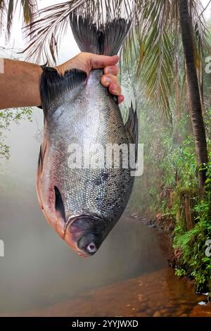 Pesce di Tambaqui selvatico Colossoma macropomum tradizionale pesce brasiliano di acqua dolce proveniente dall'Amazzonia e dal Pantanal. Foto Stock