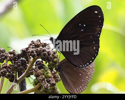 Farfalla di corvo a doppio marchio (Euploea sylvester) Foto Stock