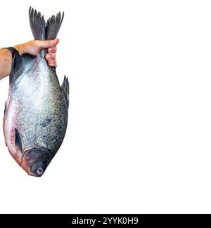 Pesce di Tambaqui selvatico Colossoma macropomum tradizionale pesce brasiliano di acqua dolce proveniente dall'Amazzonia e dal Pantanal. Foto Stock