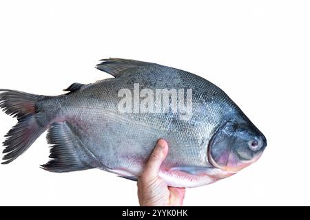 Pesce di Tambaqui selvatico Colossoma macropomum tradizionale pesce brasiliano di acqua dolce proveniente dall'Amazzonia e dal Pantanal. Foto Stock