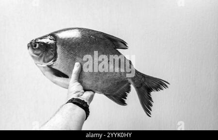 Pesce di Tambaqui selvatico Colossoma macropomum tradizionale pesce brasiliano di acqua dolce proveniente dall'Amazzonia e dal Pantanal. Foto Stock