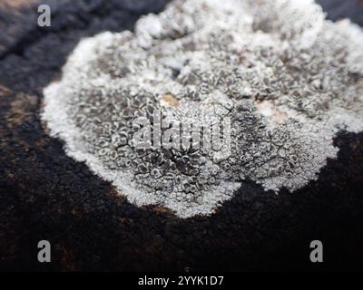 Orlo mortaio Lichen (Myriolecis dispersa) Foto Stock