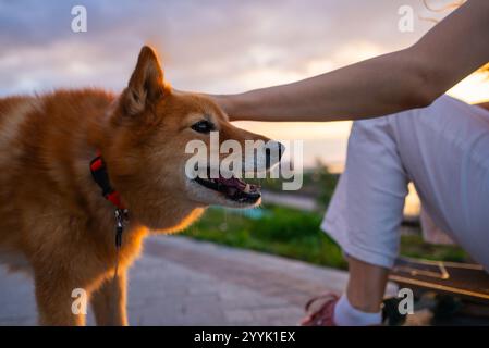 La donna accoppia un cane di orso careliano seduto su uno skateboard al tramonto in un parco, il cane indossa un collare rosso e un guinzaglio e guarda a destra della cornice Foto Stock