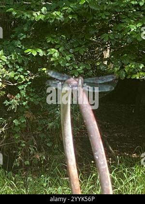 Chasers e King Skimmers (Libellula) Foto Stock