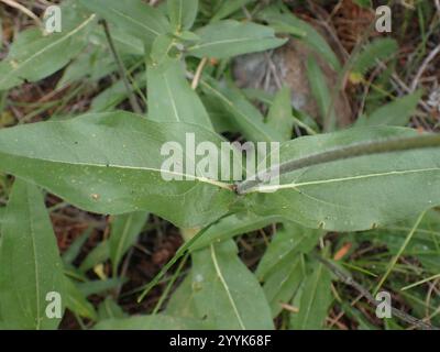 Nano delle Montagne Rocciose Girasole (Helianthella uniflora) Foto Stock