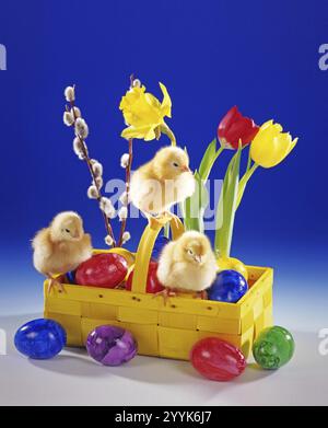 Tre polli, pulcini, foto simbolo, Pasqua, decorazione pasquale, cestino di Pasqua, uova di Pasqua, animali, uccelli di pollo, bambini. Foto in studio, lo Foto Stock