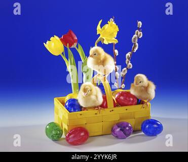 Tre polli, pulcini, foto simbolo, Pasqua, decorazione pasquale, cestino di Pasqua, uova di Pasqua, animali, uccelli di pollo, bambini. Foto in studio, lo Foto Stock