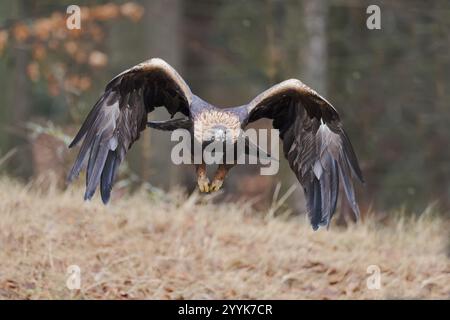 Aquila d'oro in volo (Aquila chrysaetos) Baviera, Germania, Europa Foto Stock