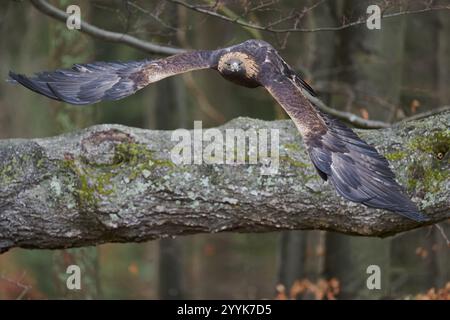 Aquila d'oro in volo (Aquila chrysaetos) Baviera, Germania, Europa Foto Stock