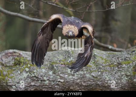 Aquila d'oro in volo (Aquila chrysaetos) Baviera, Germania, Europa Foto Stock