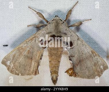 Apatelodes Moth maculato (Apatelodes torrefacta) Foto Stock