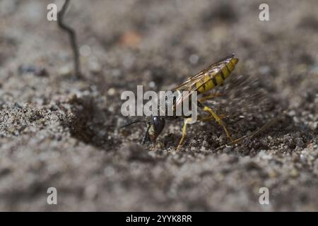 Beewolf Digging (Philanthus triangulum) bassa Sassonia, Germania, Europa Foto Stock