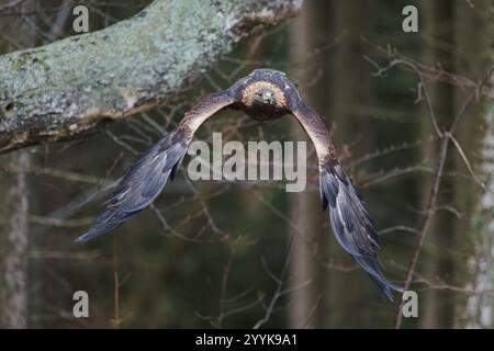 Aquila d'oro in volo (Aquila chrysaetos) Baviera, Germania, Europa Foto Stock