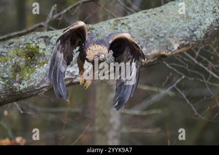 Aquila d'oro in volo (Aquila chrysaetos) Baviera, Germania, Europa Foto Stock