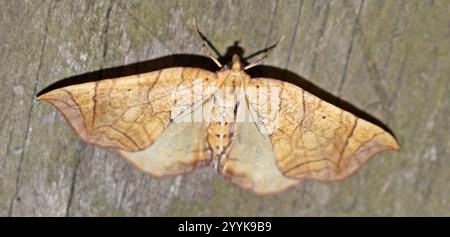 Goto di loper della grande vite (Eulithis gracilineata) Foto Stock