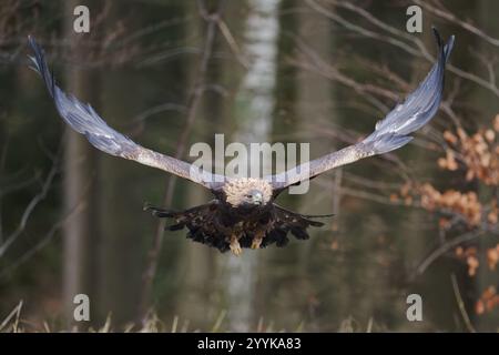 Aquila d'oro in volo (Aquila chrysaetos) Baviera, Germania, Europa Foto Stock