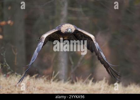 Aquila d'oro in volo (Aquila chrysaetos) Baviera, Germania, Europa Foto Stock