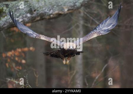 Aquila d'oro in volo (Aquila chrysaetos) Baviera, Germania, Europa Foto Stock