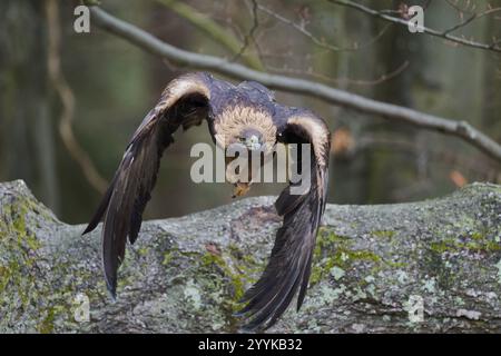 Aquila d'oro in volo (Aquila chrysaetos) Baviera, Germania, Europa Foto Stock