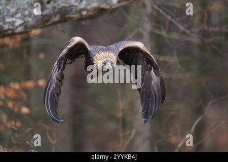 Aquila d'oro in volo (Aquila chrysaetos) Baviera, Germania, Europa Foto Stock