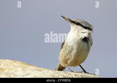 Rock Nuthatch, Sitta neumayer, Parco Nazionale del Qobustan, Azerbaigian, Asia Foto Stock