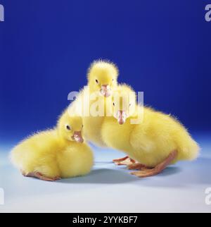 Tre imbracature, imbracature, oche, (Anser anser), Pasqua, animali, uccelli, uccelli d'oca tiro in studio, bassa Sassonia, Repubblica Federale tedesca Foto Stock