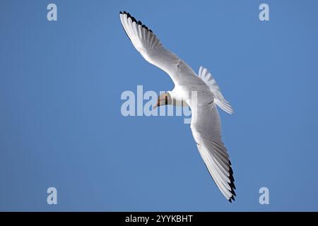 Testa nera Gull dalla testa nera, Chroicocephalus ridibundus, volo, volo Foto Stock