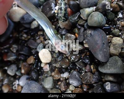 Lancia di sabbia del Pacifico (Ammodytes personatus) Foto Stock