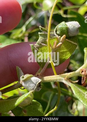 Rotolamento di foglie di quercia (Homoeolabus analis) Foto Stock