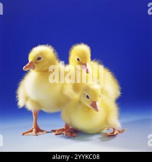 Tre imbracature, imbracature, oche, (Anser anser), Pasqua, animali, uccelli, uccelli d'oca tiro in studio, bassa Sassonia, Repubblica Federale tedesca Foto Stock