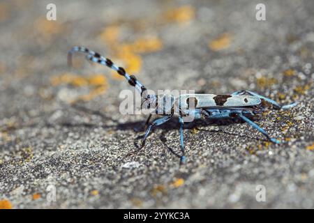 Scarabeo alpino, Rosalia alpina, seduto su pietra Foto Stock