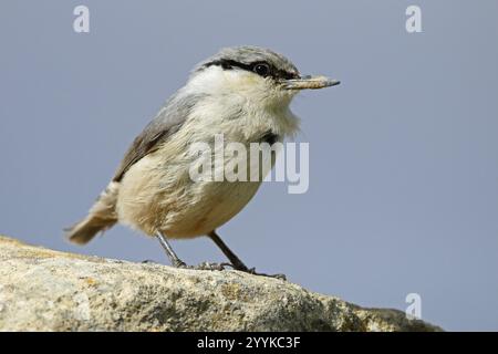 Rock Nuthatch, Sitta neumayer, Parco Nazionale del Qobustan, Azerbaigian, Asia Foto Stock