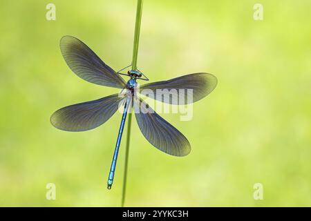 Damselfly alata blu, Calopteryx virgo Foto Stock